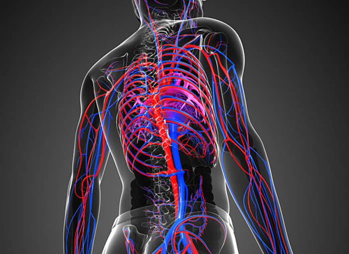 Сосуды оздоровление. Сердечно-сосудистая система человека. Кровеносная система человека. Сосуды кровеносной системы. Человек в системе.
